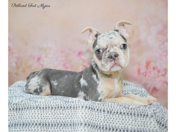 French Bulldog DOG Female Bl Mrl, Tn Pts 22261 Petland Fort Myers, Florida