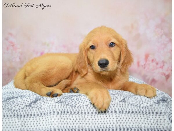 Golden Retriever DOG Female Red 22297 Petland Fort Myers, Florida