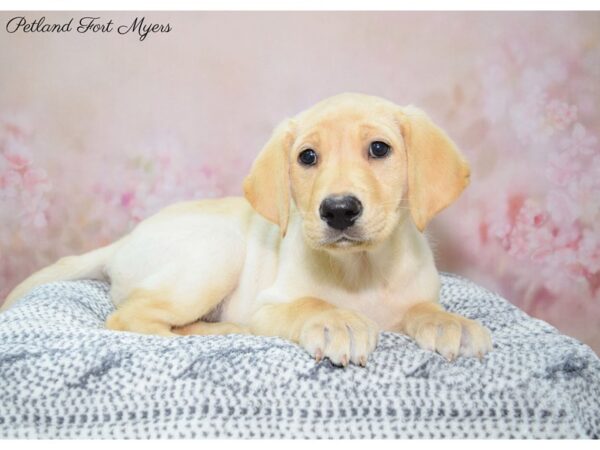 Labrador Retriever DOG Female Yellow 22298 Petland Fort Myers, Florida