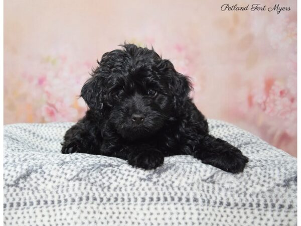 Cavapoo 2nd Gen-DOG-Female-Black-22299-Petland Fort Myers, Florida