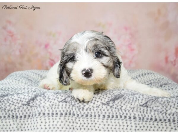 Cavapoo 2nd Gen DOG Male Blue Merle 22300 Petland Fort Myers, Florida