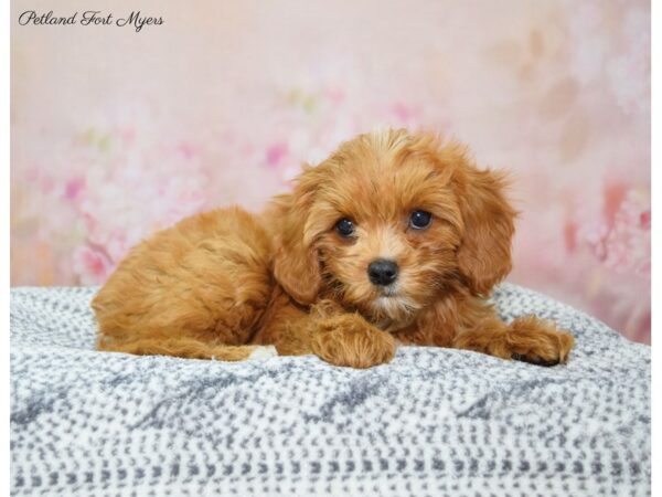 Cavapoo DOG Female Ruby 22302 Petland Fort Myers, Florida