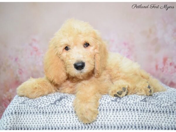 Goldendoodle DOG Male Apricot 22303 Petland Fort Myers, Florida