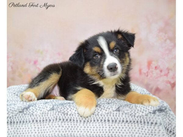 Miniature Australian Shepherd DOG Male Tri 22304 Petland Fort Myers, Florida