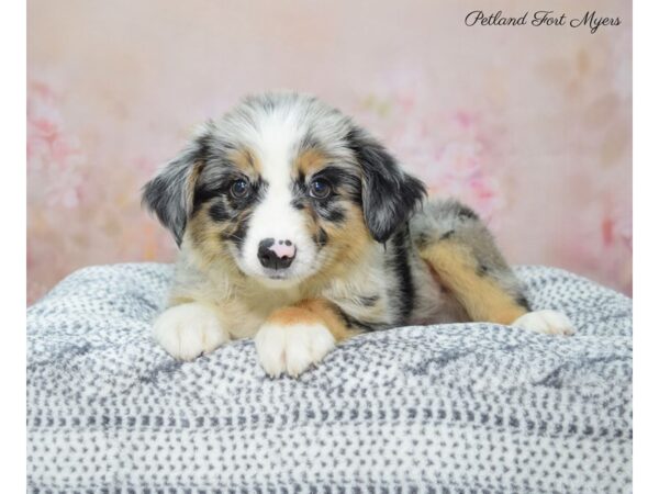 Miniature Australian Shepherd DOG Female Blue Merle 22305 Petland Fort Myers, Florida