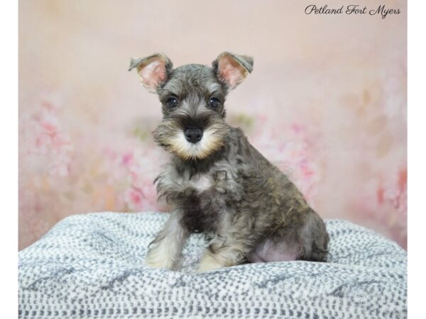 Miniature Schnauzer DOG Female Salt & Pepper 22306 Petland Fort Myers, Florida