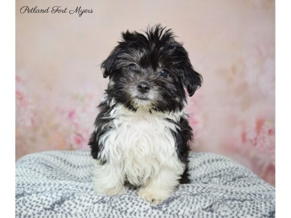 Coton De Tulear DOG Female Black & White 22307 Petland Fort Myers, Florida