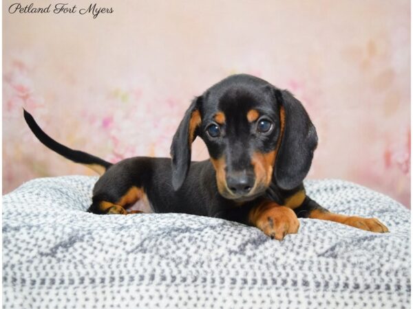 Dachshund DOG Male Black & Tan 22308 Petland Fort Myers, Florida