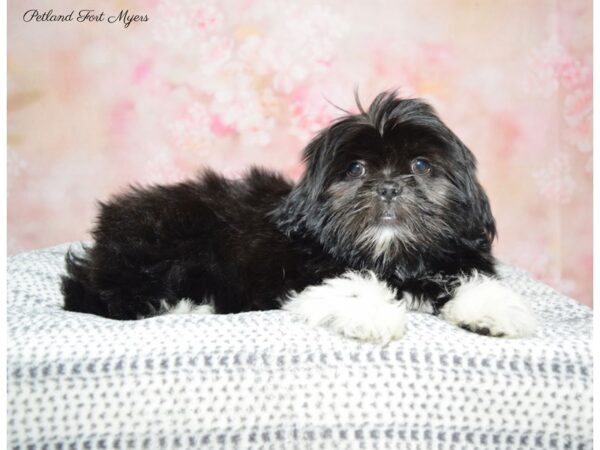 Shih Tzu DOG Male Brindle 22309 Petland Fort Myers, Florida