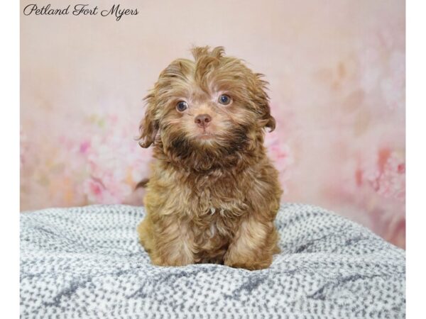 Poo-Shi DOG Male Br 22310 Petland Fort Myers, Florida