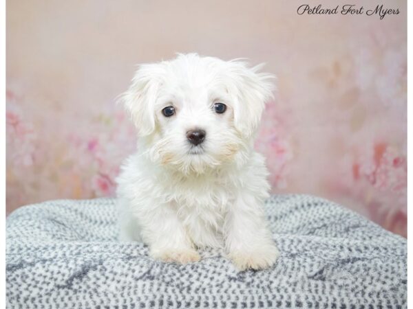 Maltese DOG Female White 22311 Petland Fort Myers, Florida