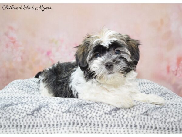 Havanese DOG Male Chocolate 22312 Petland Fort Myers, Florida