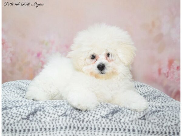 Bichapoo DOG Female Apricot 22313 Petland Fort Myers, Florida