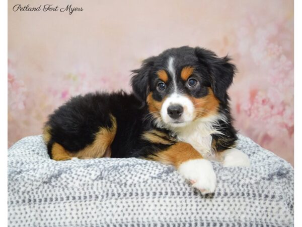 Miniature Australian Shepherd DOG Female Black White & Tan 22314 Petland Fort Myers, Florida