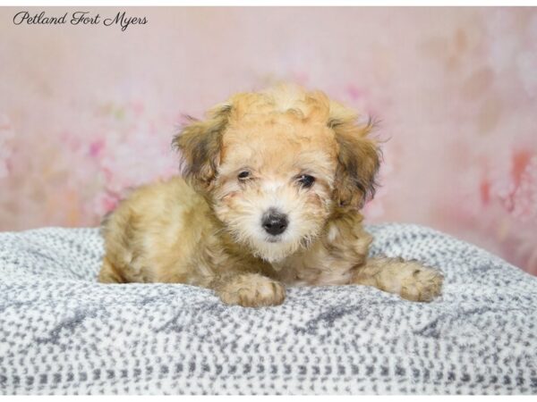 Toy Poodle DOG Female Sable 22315 Petland Fort Myers, Florida