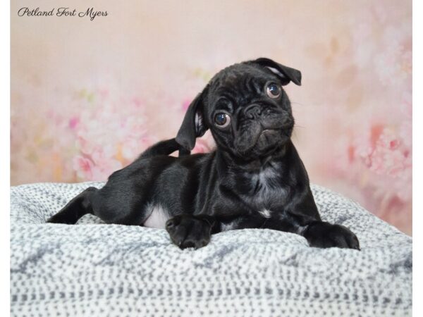 Pug DOG Female Black 22316 Petland Fort Myers, Florida