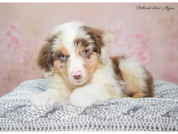 Miniature Australian Shepherd/Australian Shepherd DOG Male Red Merle 22317 Petland Fort Myers, Florida