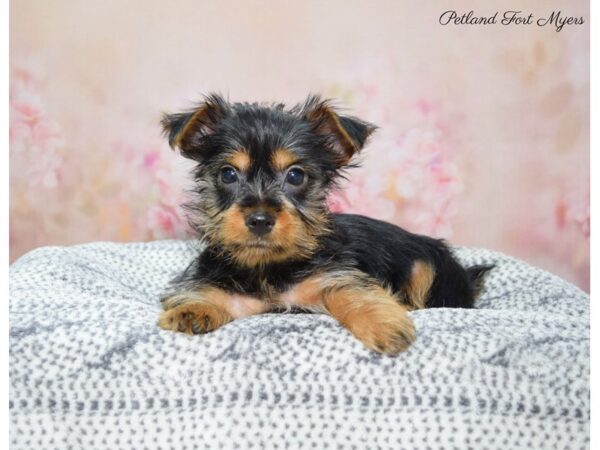 Silky Terrier-DOG-Female-Black & Tan-22318-Petland Fort Myers, Florida