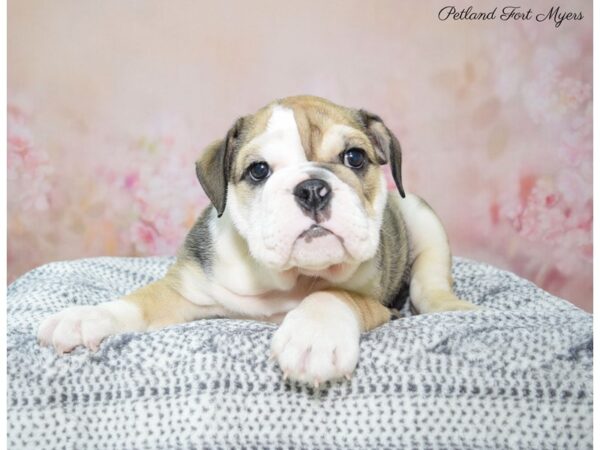 English Bulldog DOG Male Red & White 22319 Petland Fort Myers, Florida