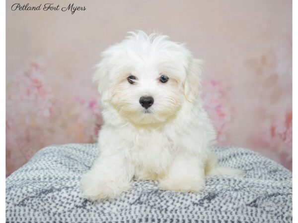 Maltese DOG Male White 22320 Petland Fort Myers, Florida