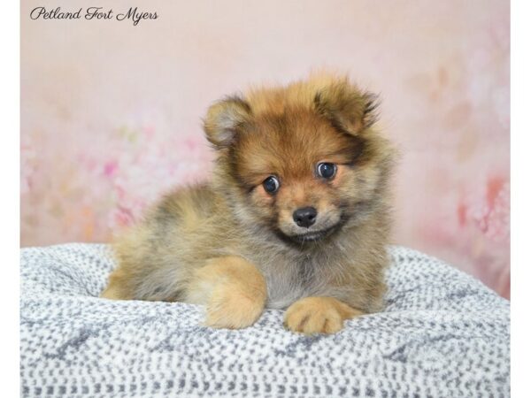 Pomeranian DOG Male Sable 22321 Petland Fort Myers, Florida