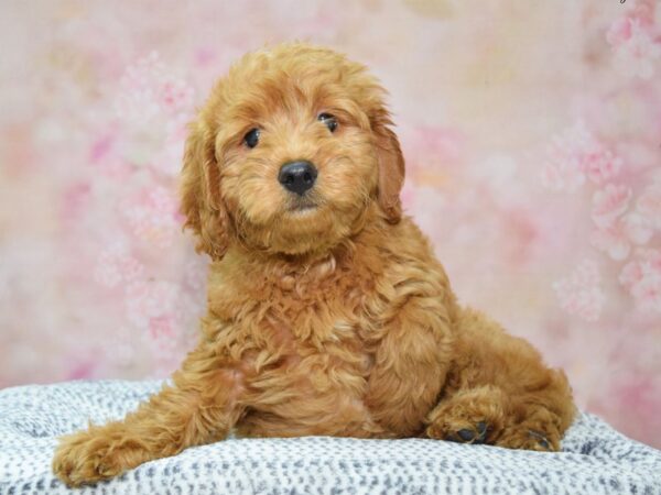 Goldendoodle DOG Female Red 22331 Petland Fort Myers, Florida