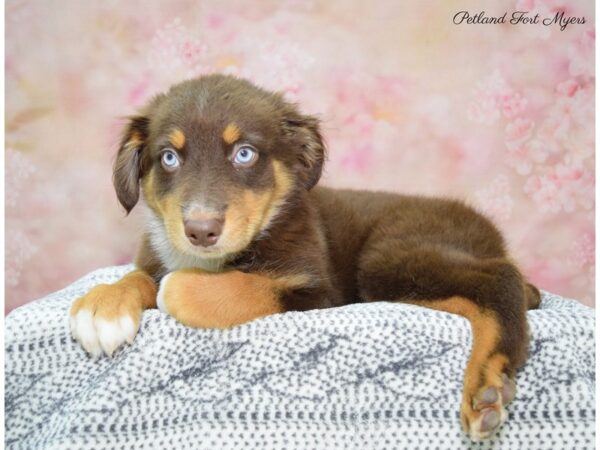 Australian Shepherd DOG Male Red 22329 Petland Fort Myers, Florida