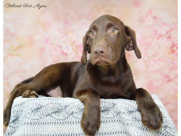 Labrador Retriever DOG Male Chocolate 22328 Petland Fort Myers, Florida