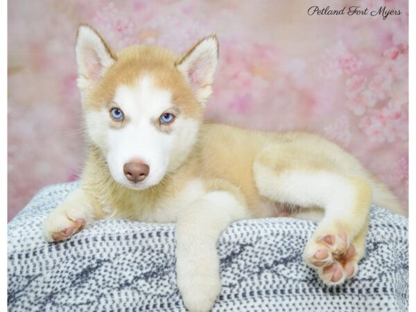 Siberian Husky DOG Male Red & White 22327 Petland Fort Myers, Florida