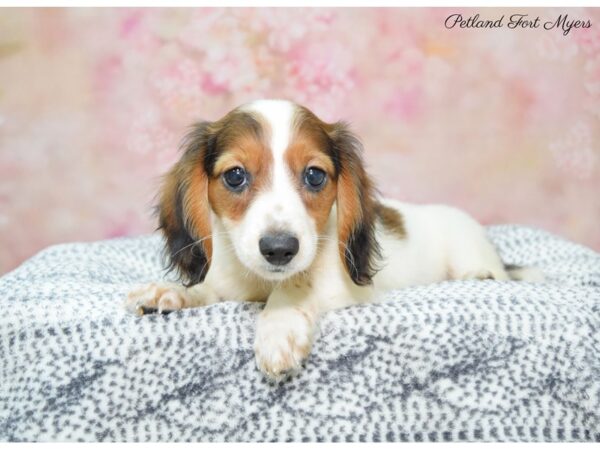 Dachshund DOG Female Red Sable, Pbld 22324 Petland Fort Myers, Florida