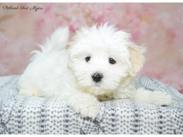 Maltese/Morkie DOG Male Wh 22346 Petland Fort Myers, Florida