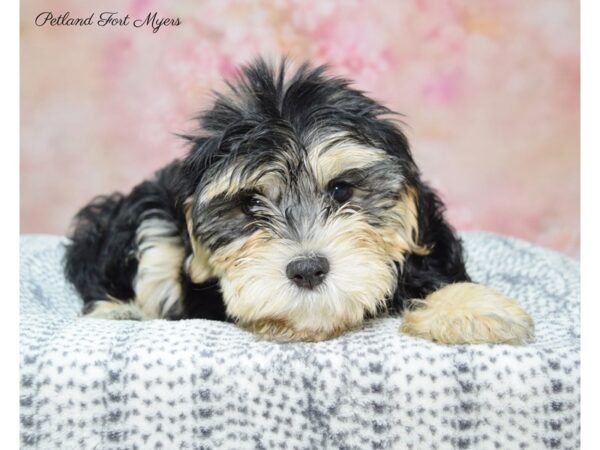 Maltese/Morkie-DOG-Female-Black & Tan-22347-Petland Fort Myers, Florida