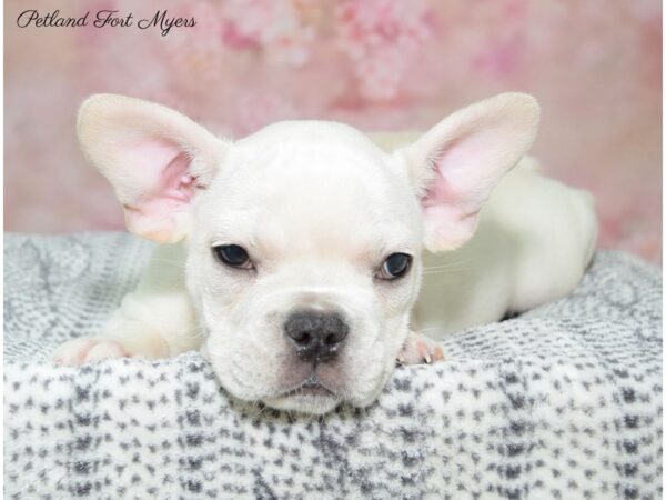 French Bulldog DOG Male Cream 22349 Petland Fort Myers, Florida