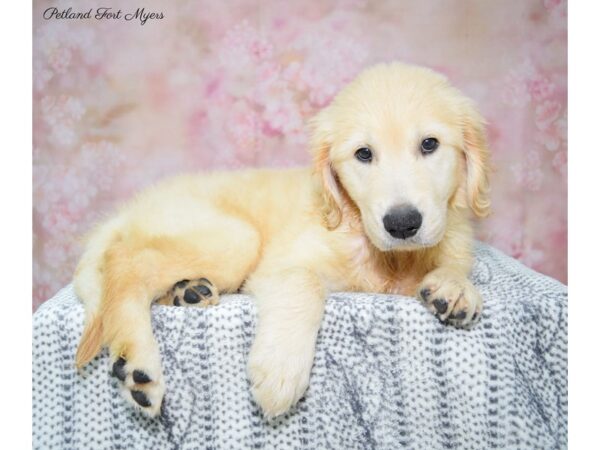 Golden Retriever DOG Female Golden 22333 Petland Fort Myers, Florida