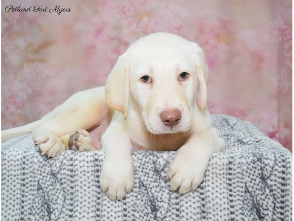 Labrador Retriever DOG Male Yellow 22334 Petland Fort Myers, Florida