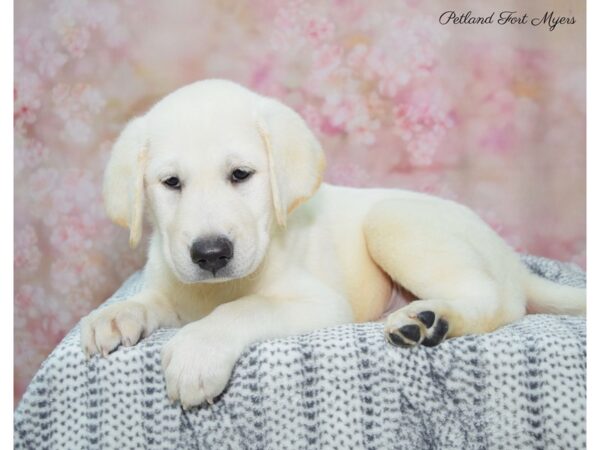 Labrador Retriever DOG Male Yellow 22335 Petland Fort Myers, Florida