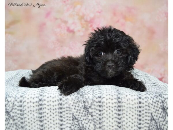 Shih-Poo (Shih Tzu/Poodle) DOG Female Black 22336 Petland Fort Myers, Florida