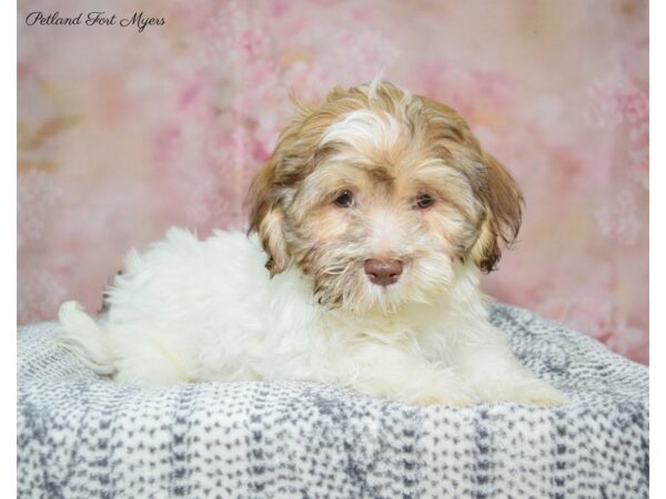 Havanese DOG Female Tan & White 22337 Petland Fort Myers, Florida