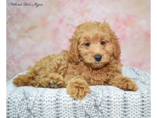 Goldendoodle DOG Female Red 22338 Petland Fort Myers, Florida