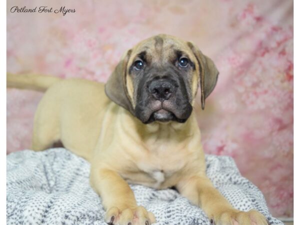 Bullmastiff DOG Male Fawn 22339 Petland Fort Myers, Florida