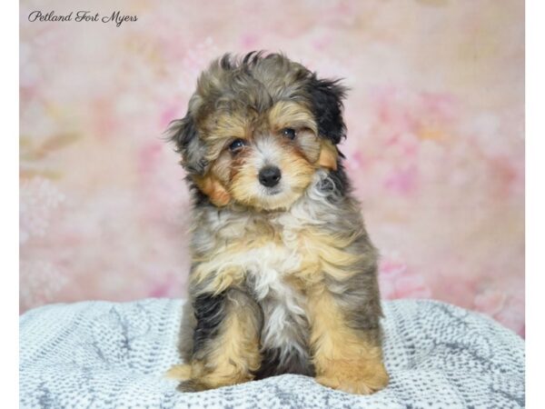 Pomeranian/Poodle DOG Female Blue Merle, Tn Pts 22340 Petland Fort Myers, Florida