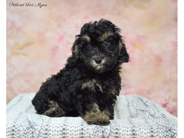 Poodle DOG Male Black 22341 Petland Fort Myers, Florida