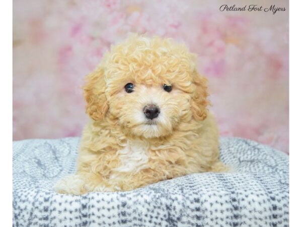 Bichon Frise / Poodle DOG Female Cr 22343 Petland Fort Myers, Florida