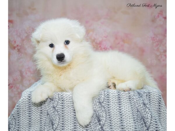 Samoyed DOG Female White 22344 Petland Fort Myers, Florida