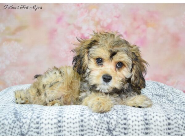 Cavachon (Cavalier/Bichon) DOG Male Sable 22350 Petland Fort Myers, Florida