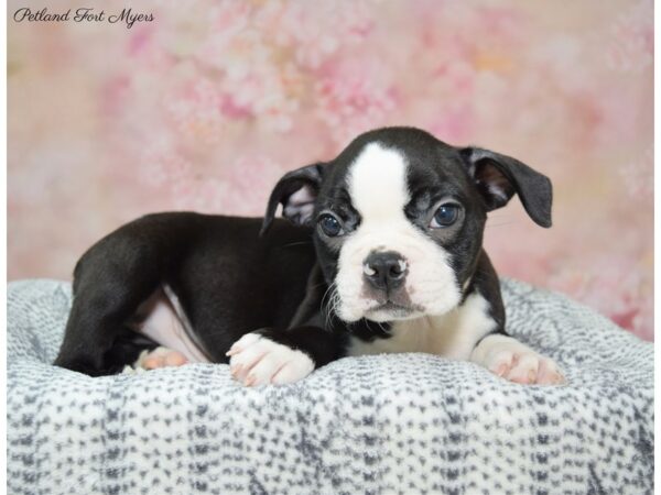 Boston Terrier DOG Male Black & White 22351 Petland Fort Myers, Florida