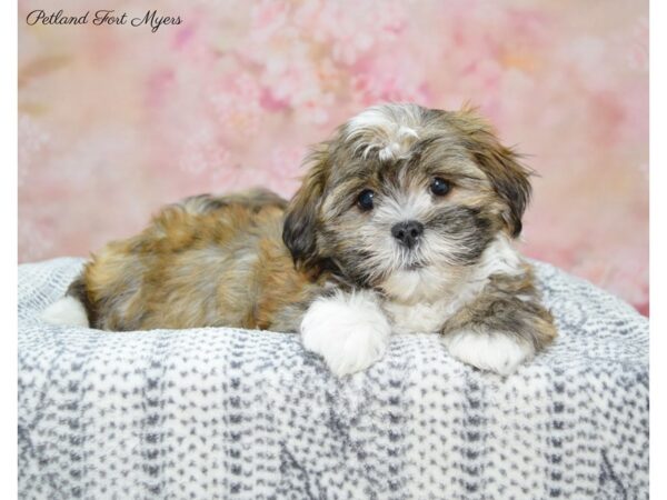 Havanese/Shih Tzu DOG Male Chocolate Sable 22352 Petland Fort Myers, Florida