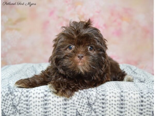 Shih Tzu DOG Female Chocolate 22353 Petland Fort Myers, Florida