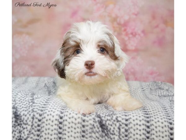 Havanese DOG Male Br & Wh 22368 Petland Fort Myers, Florida