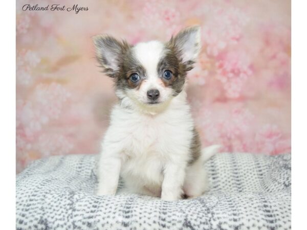 Chihuahua DOG Male Brindle & White 22367 Petland Fort Myers, Florida